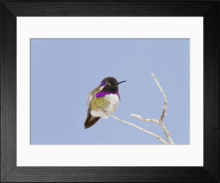 Framed Print : Costa's Hummingbird. Anza Borrego Desert in January, California, USA