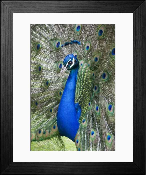 Framed Print : Peafowl - peacock displaying - England, UK Framed Print : Peafowl - peacock displaying - England, UK