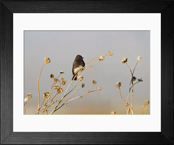 Framed Print : Black Phoebe. California in January, USA Framed Print : Black Phoebe. California in January, USA
