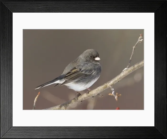 Framed Print : Dark-eyed Junco - in winter. January in Connecticut, USA Framed Print : Dark-eyed Junco - in winter. January in Connecticut, USA
