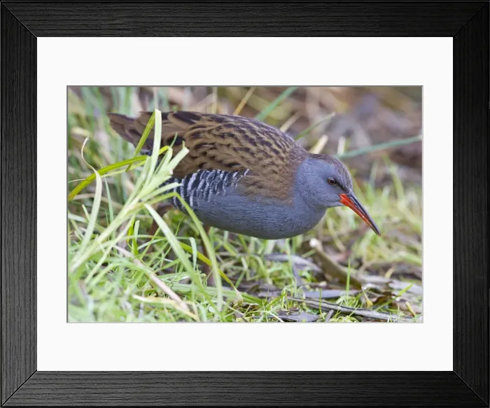 Framed Print : Water Rail - Single adult bird in reeds by edge of lake. England, UK