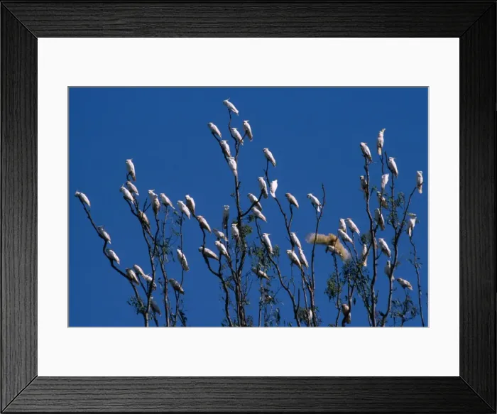 Framed Print : Sulphur Crested Cockatoo - large group in a tree Framed Print : Sulphur Crested Cockatoo - large group in a tree