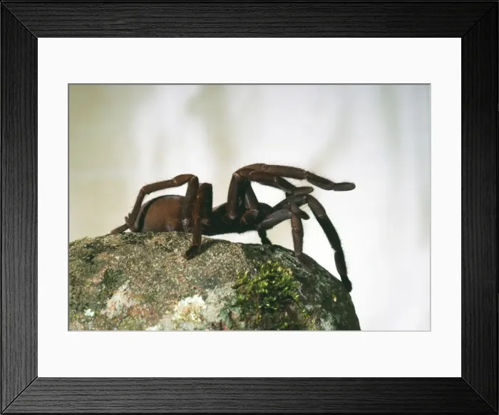 Framed Print : Barking Spider HB 2621 Sitting on rock - Mt. Molloy, North Queensland, Australia Selenocosmia crassipes © Hans & Judy Beste / ARDEA LONDON Framed Print : Barking Spider HB 2621 Sitting on rock - Mt. Molloy, North Queensland, Australia Selenocosmia crassipes © Hans & Judy Beste / ARDEA LONDON
