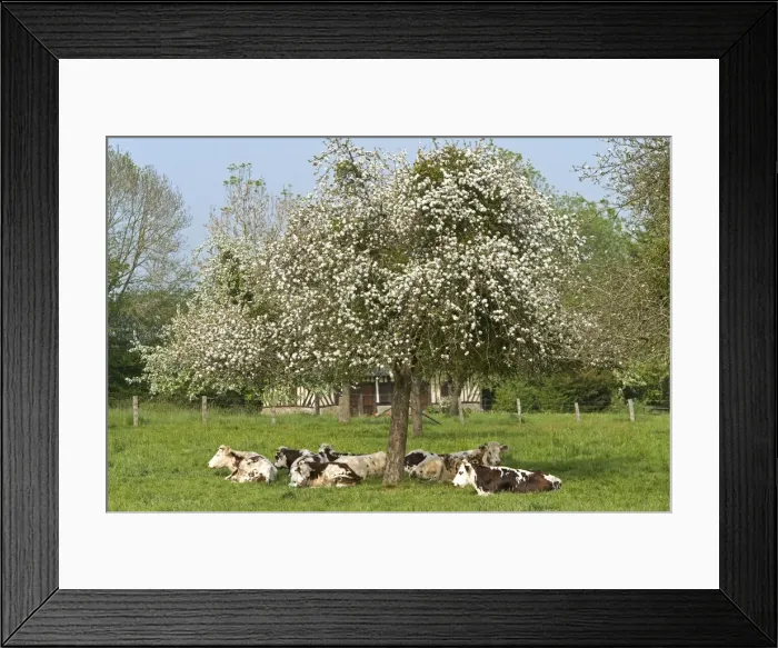 Framed Print : Cattle - Normande Breed - herd resting under tree in blossom Framed Print : Cattle - Normande Breed - herd resting under tree in blossom