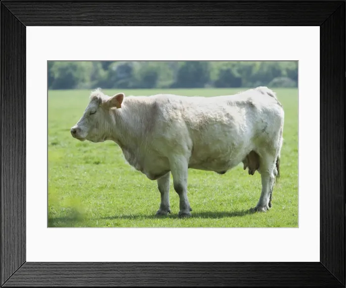 Framed Print : Cattle - Charolais Cow in field Framed Print : Cattle - Charolais Cow in field