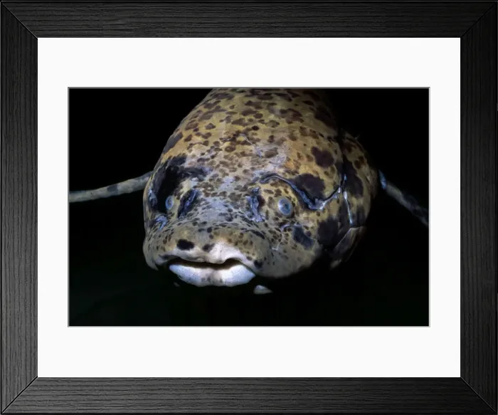Framed Print : African Lungfish - ponds and swamps of East Africa