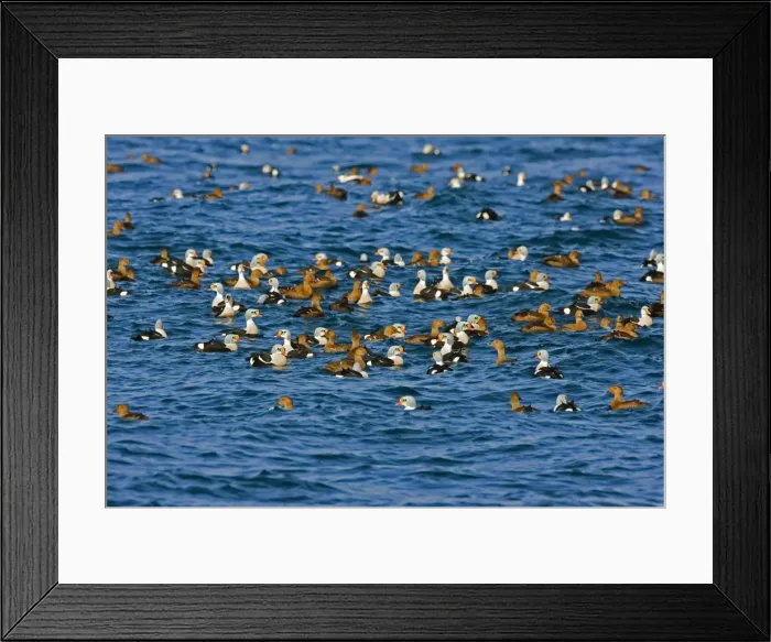 Framed Print : King Eider - Mass flock swimming out to sea - male and female - March - Varanger Fjord - Norway Framed Print : King Eider - Mass flock swimming out to sea - male and female - March - Varanger Fjord - Norway
