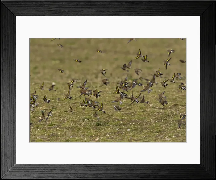 Framed Print : Goldfinch and Linnet - mixed flock flying over uncultivated field - Gooderstone - Norfolk - UK