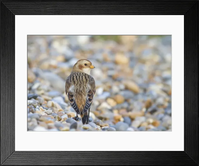Framed Print : Snow Bunting - Single adult female in winter plumage on a shingle beach. Norfolk, UK Framed Print : Snow Bunting - Single adult female in winter plumage on a shingle beach. Norfolk, UK