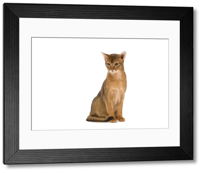 Framed Print : Cat - Abyssinian / Hare cat Framed Print : Cat - Abyssinian / Hare cat