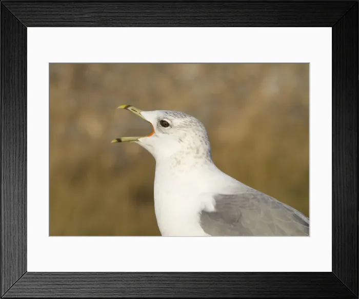 Framed Print : Common Gull - Side profile of adult calling. Norfolk, UK Framed Print : Common Gull - Side profile of adult calling. Norfolk, UK