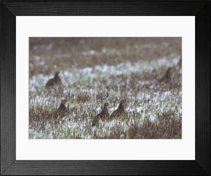 Framed Print : Grey Partridge - in snow covered winter stubble field, November. Narborough, Norfolk, U. K Framed Print : Grey Partridge - in snow covered winter stubble field, November. Narborough, Norfolk, U. K