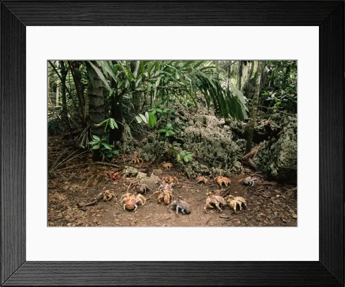 Framed Print : Coconut Crab - moving through forest Framed Print : Coconut Crab - moving through forest