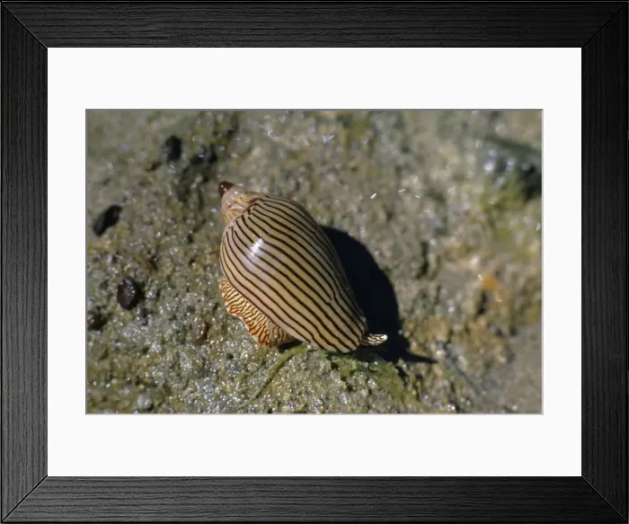 Framed Print : Zebra Volute Shell Framed Print : Zebra Volute Shell
