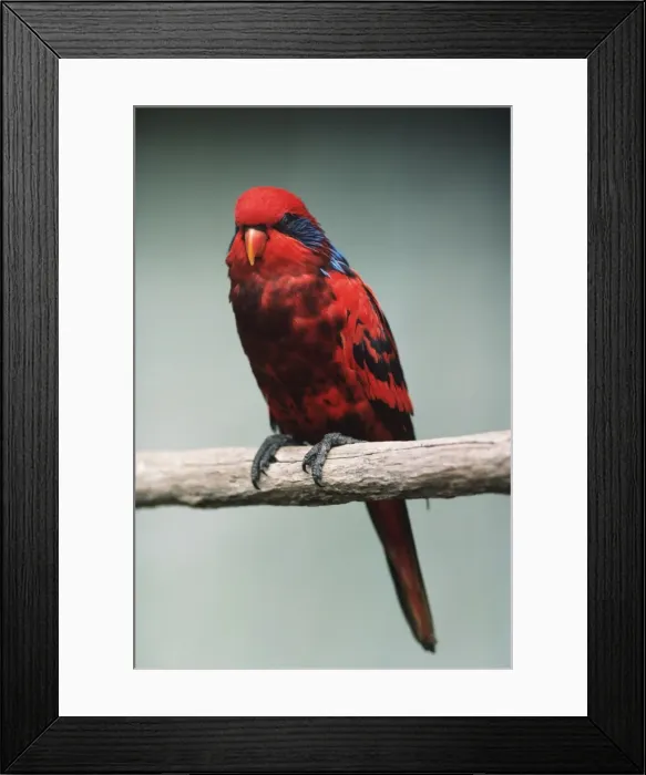Framed Print : Blue-streaked Lory Framed Print : Blue-streaked Lory