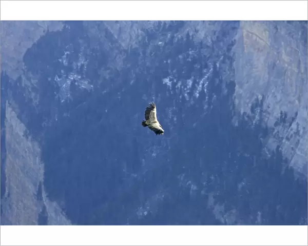 Griffon Vulture - soaring over a valley in The Pyrenees, November, Spain
