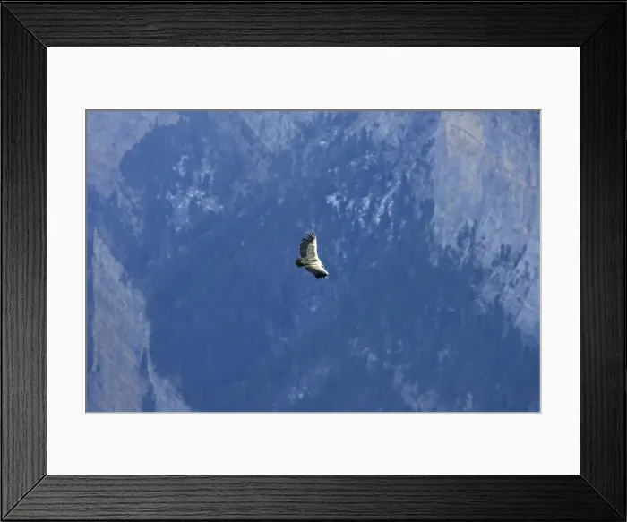 Framed Print : Griffon Vulture - soaring over a valley in The Pyrenees, November, Spain Framed Print : Griffon Vulture - soaring over a valley in The Pyrenees, November, Spain