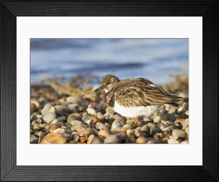 Framed Print : Turnstone - Single adult in winter plumage on a shingle beach. Norfolk, UK Framed Print : Turnstone - Single adult in winter plumage on a shingle beach. Norfolk, UK