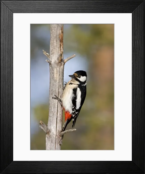 Framed Print : Great Spotted Woodpecker -female perched on dead branch showing it's claws, March, Finland Framed Print : Great Spotted Woodpecker -female perched on dead branch showing it's claws, March, Finland