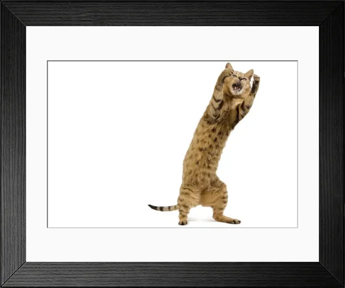 Framed Print : Cat - Chausie Brown Spotted Tabby: Jungle Cat (Felis chaus) crossed with domestic cat - standing on hind legs Framed Print : Cat - Chausie Brown Spotted Tabby: Jungle Cat (Felis chaus) crossed with domestic cat - standing on hind legs