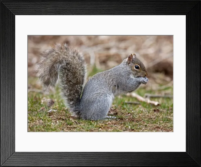 Framed Print : Eastern Gray Squirrel - feeding - CT - USA Framed Print : Eastern Gray Squirrel - feeding - CT - USA