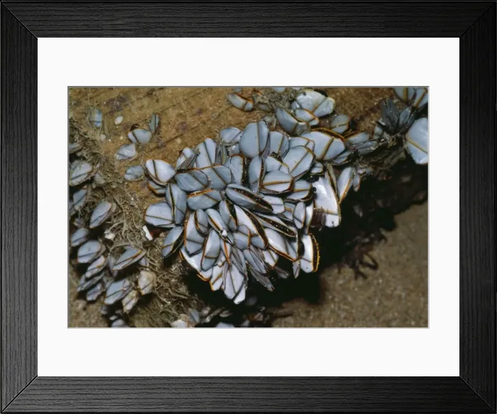 Framed Print : Goose Barnacles JLM 6800 Lepas sp. © John Mason / ARDEA LONDON Framed Print : Goose Barnacles JLM 6800 Lepas sp. © John Mason / ARDEA LONDON