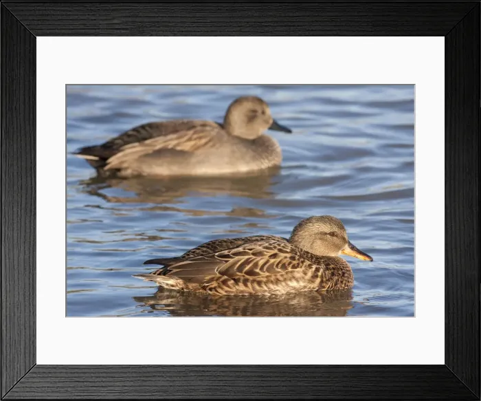 Framed Print : Gadwall - adult female on the water with adult male in background. England, UK