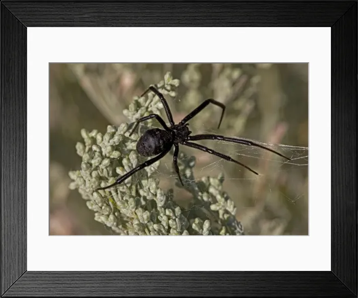 Framed Print : Black Widow Spider - Female in web - Arizona - USA Framed Print : Black Widow Spider - Female in web - Arizona - USA