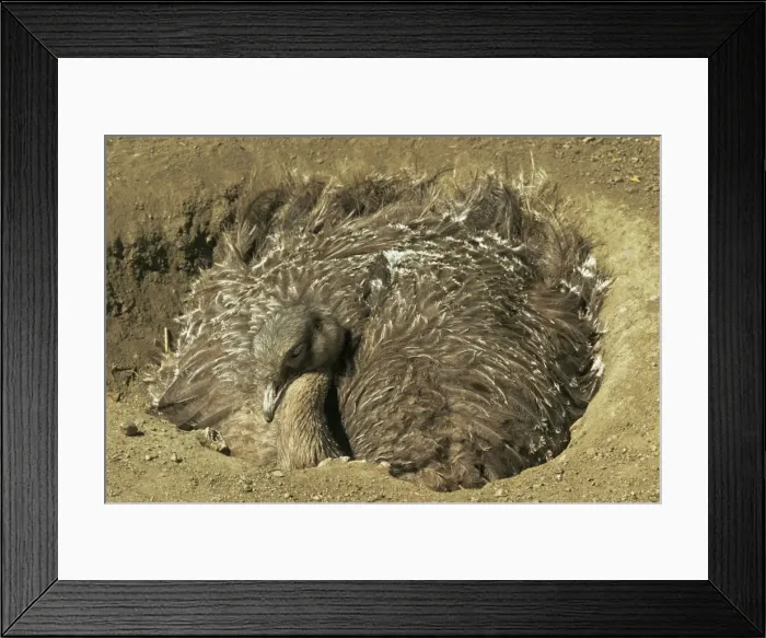 Framed Print : Darwin's / Lesser Rhea - male incuabting eggs in nest Framed Print : Darwin's / Lesser Rhea - male incuabting eggs in nest