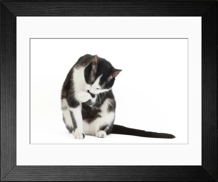 Framed Print : Cat - Black & White domestic Cat - sitting down licking paw Framed Print : Cat - Black & White domestic Cat - sitting down licking paw