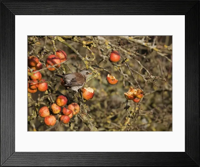 Framed Print : Fieldfare - feeding on apples in garden - Breckland - Norfolk - UK Framed Print : Fieldfare - feeding on apples in garden - Breckland - Norfolk - UK