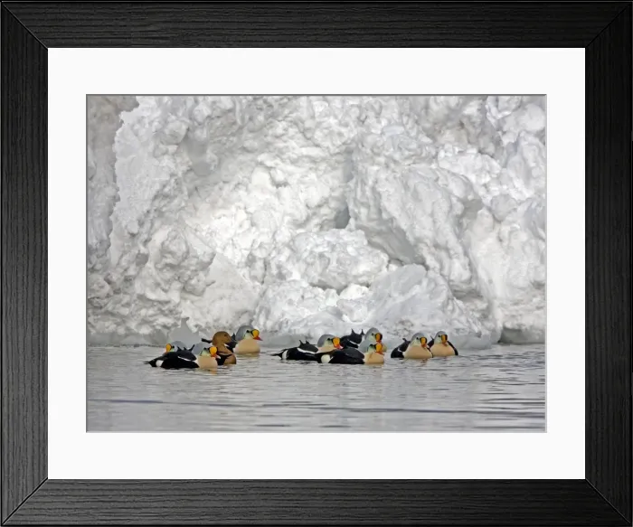 Framed Print : King Eider - Courting flock with one female and rest males - April - Varanger Fjord - Norway