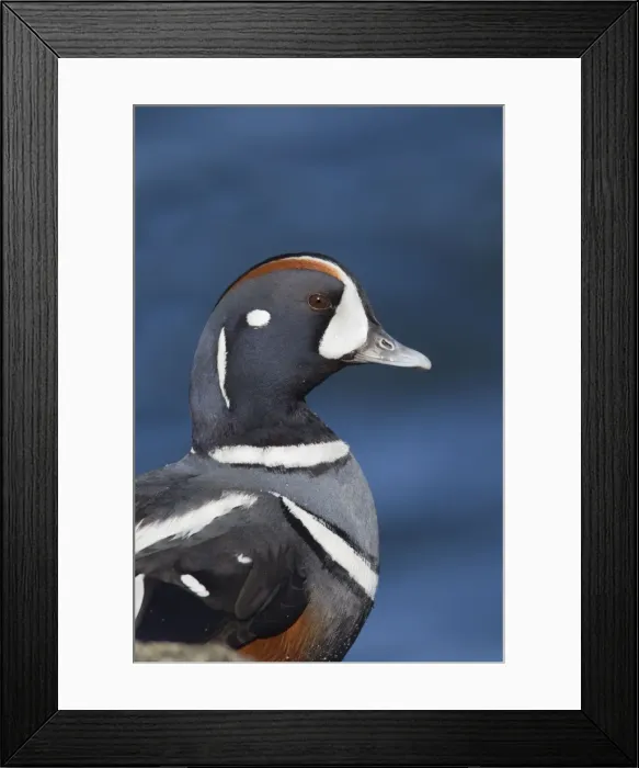 Framed Print : Harlequin Duck - adult male in winter. Barnegat Light in New Jersey - USA Framed Print : Harlequin Duck - adult male in winter. Barnegat Light in New Jersey - USA