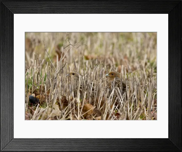 Framed Print : Grey Partridge - male and female crouching in winter stubble with Autumn leaves. March. Gooderstone, Norfolk, U. K Framed Print : Grey Partridge - male and female crouching in winter stubble with Autumn leaves. March. Gooderstone, Norfolk, U. K