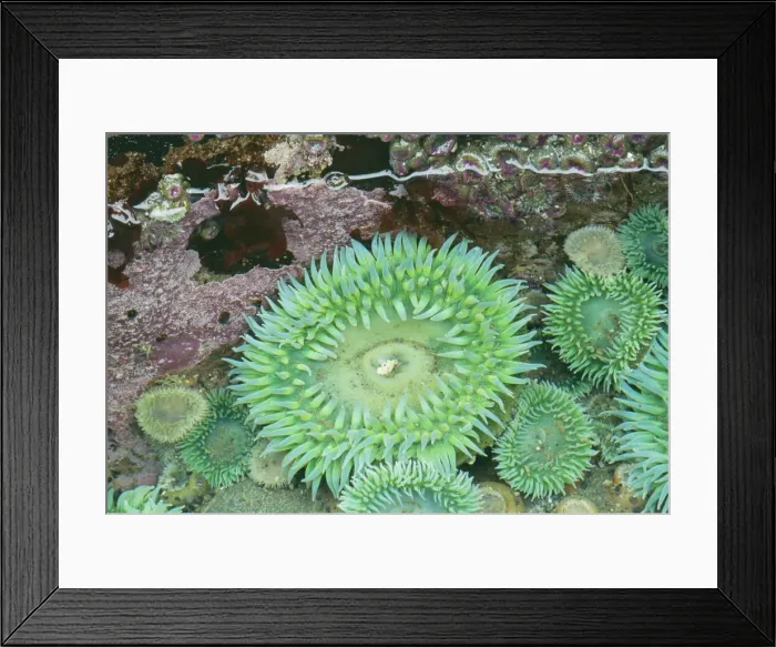 Framed Print : Giant Green Anemone JZ 385 Olympic National Park, Washington, USA. Anthopleura xanthogrammica © Jim Zipp  /  ARDEA LONDON