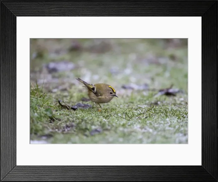 Framed Print : Goldcrest - picking up crumbs from below bird table in a hard frost - January - Breckland - Norfolk - UK Framed Print : Goldcrest - picking up crumbs from below bird table in a hard frost - January - Breckland - Norfolk - UK