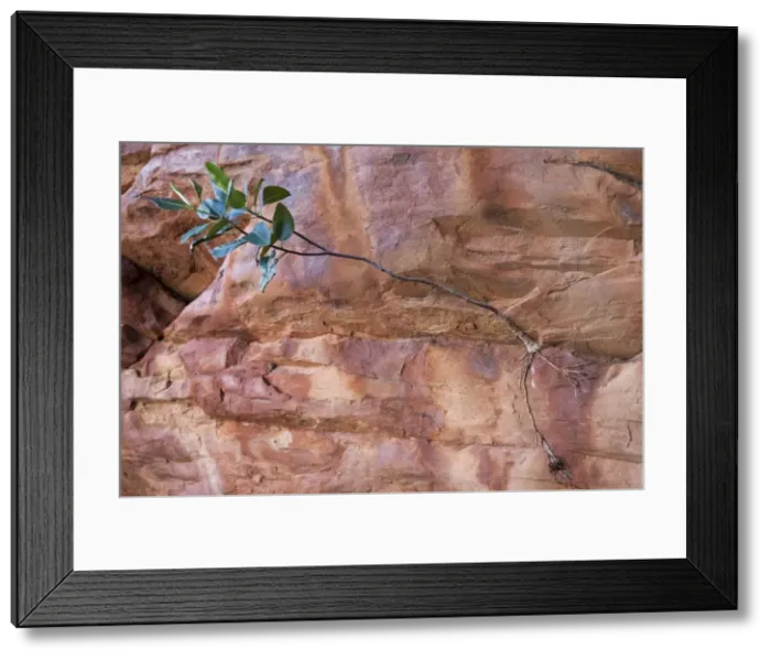 Framed Print : Fig sapling Growing from a rock in the Ingebong Range, Canning Stock Route, Western Australia Framed Print : Fig sapling Growing from a rock in the Ingebong Range, Canning Stock Route, Western Australia