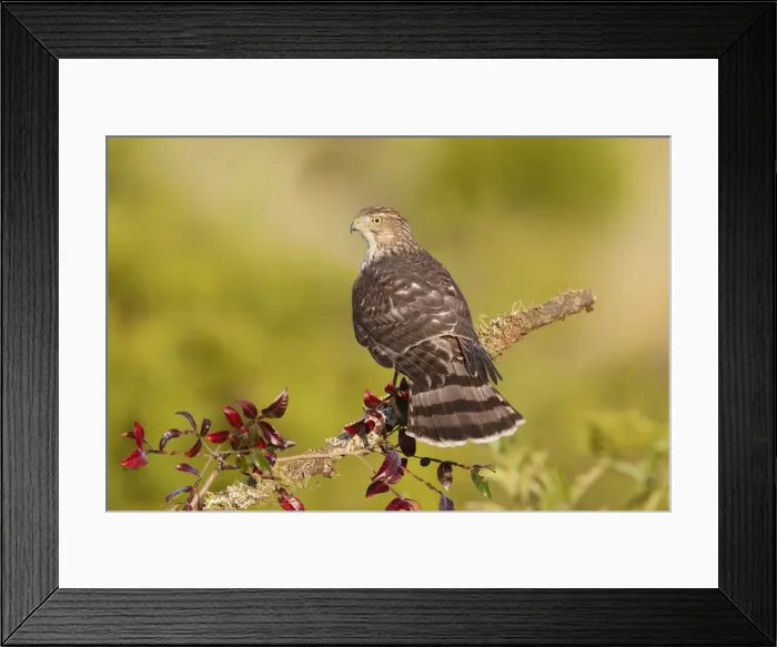 Framed Print : Cooper's Hawk - immature -during fall migration in October at Cape May, NJ, USA Framed Print : Cooper's Hawk - immature -during fall migration in October at Cape May, NJ, USA