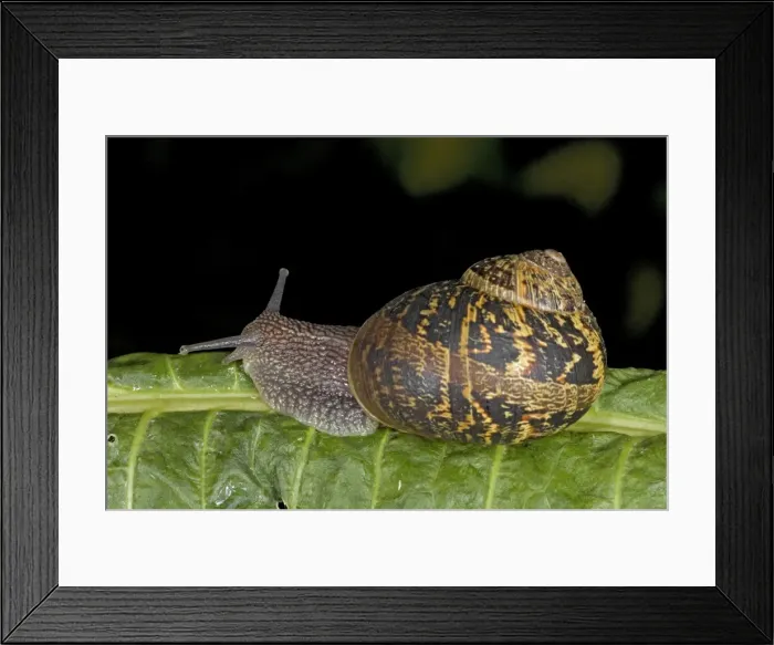Framed Print : Garden Snail (Helix aspersa) - England - UK - Native to Mediterranean region of western Europe-northern Africa and Great Britain Framed Print : Garden Snail (Helix aspersa) - England - UK - Native to Mediterranean region of western Europe-northern Africa and Great Britain