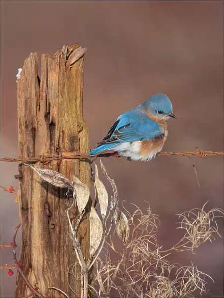 Eastern Bluebird - male in winter. Connecticut in January. USA