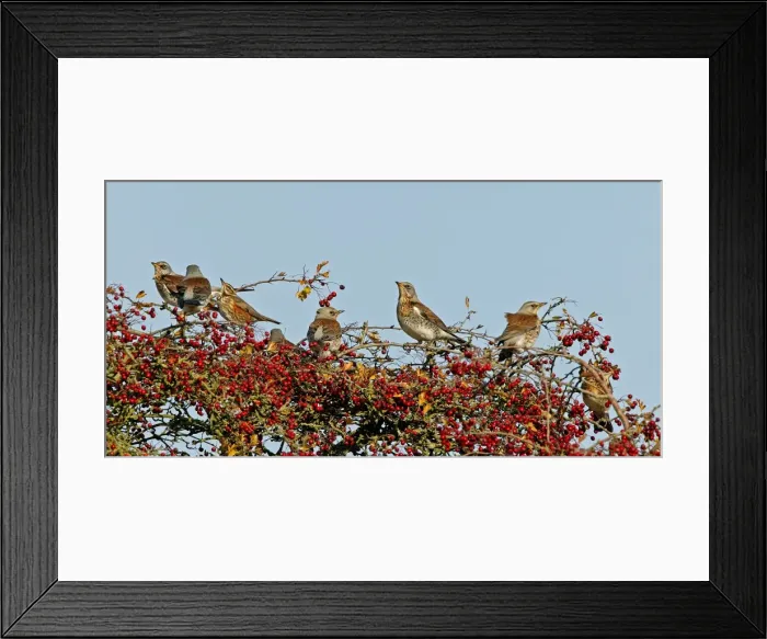 Framed Print : Fieldfare & Redwing - perched on Hawthorn bush October. Breckland Norfolk UK Framed Print : Fieldfare & Redwing - perched on Hawthorn bush October. Breckland Norfolk UK