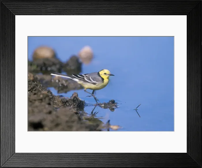 Framed Print : Citrine Wagtail - wading Framed Print : Citrine Wagtail - wading