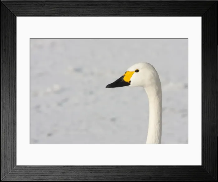Framed Print : Bewick's Swan - Close up portrait of head and neck against snow. England, UK Framed Print : Bewick's Swan - Close up portrait of head and neck against snow. England, UK