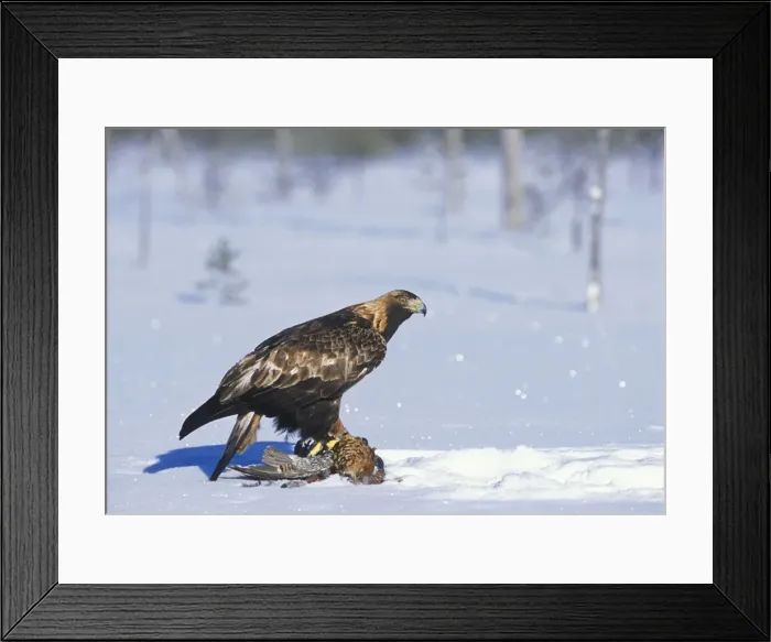 Framed Print : Golden Eagle - sitting on prey in snow covered forest - March - Finland Framed Print : Golden Eagle - sitting on prey in snow covered forest - March - Finland