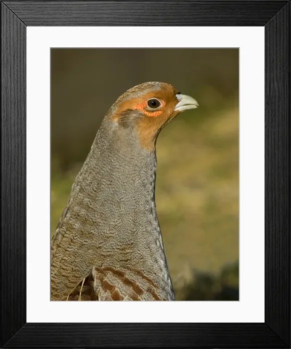 Framed Print : Grey Partridge - close-up of male in early spring showing red bare patches below the eye, February, Gooderstone, Norfolk, U. K Framed Print : Grey Partridge - close-up of male in early spring showing red bare patches below the eye, February, Gooderstone, Norfolk, U. K