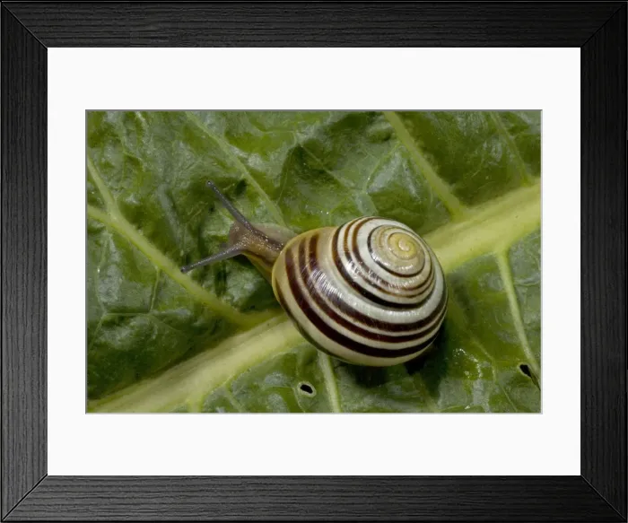 Framed Print : White-lipped Snail - England - UK - Found in woods and hedgerows as well as gardens across Britain and Ireland - Feed day and night on grass and low vegetation Framed Print : White-lipped Snail - England - UK - Found in woods and hedgerows as well as gardens across Britain and Ireland - Feed day and night on grass and low vegetation