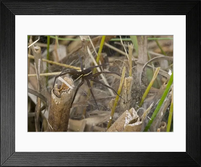 Framed Print : Fen Raft Spider - Mother guarding nursery web - Endangered Species - England - UK - Extremely vulnerable due to lack of suitable habitation - Essentially aquatiac requiring lowland-wetland Framed Print : Fen Raft Spider - Mother guarding nursery web - Endangered Species - England - UK - Extremely vulnerable due to lack of suitable habitation - Essentially aquatiac requiring lowland-wetland