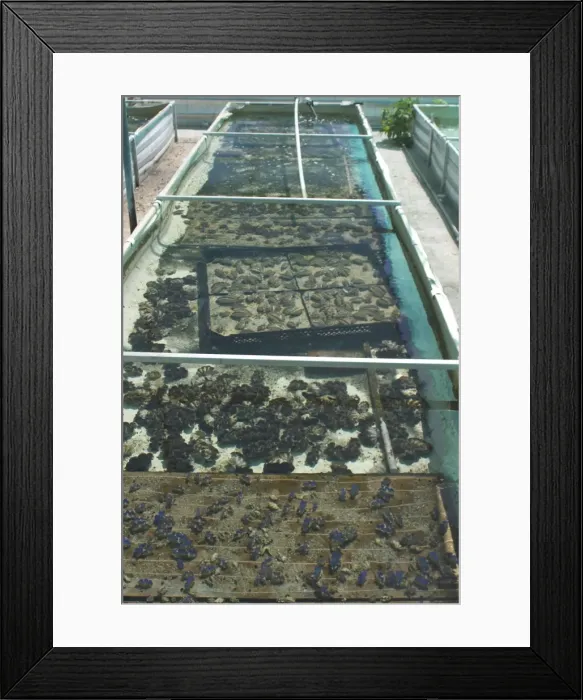 Framed Print : Clam Farm - Trays of Tridacna maxima foreground. On West island Cocos (Keeling) Islands, Indian Ocean Framed Print : Clam Farm - Trays of Tridacna maxima foreground. On West island Cocos (Keeling) Islands, Indian Ocean