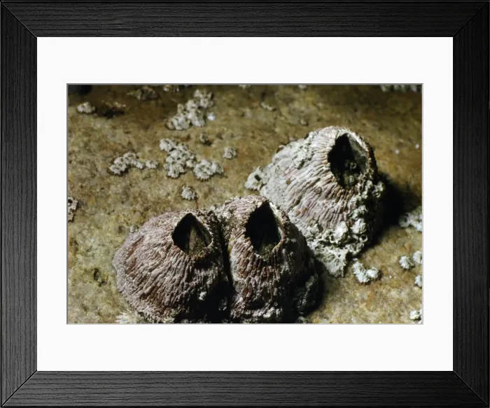 Framed Print : Thatched Barnacles - California Framed Print : Thatched Barnacles - California