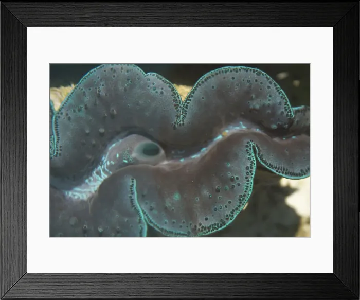 Framed Print : Small Giant Clam - This species has the widest distribution of the giant clams being found in sunlit coral reefs from east Africa across the Indian Ocean and into the Western Pacific. The Giant Clams are the largest bivalve molluscs